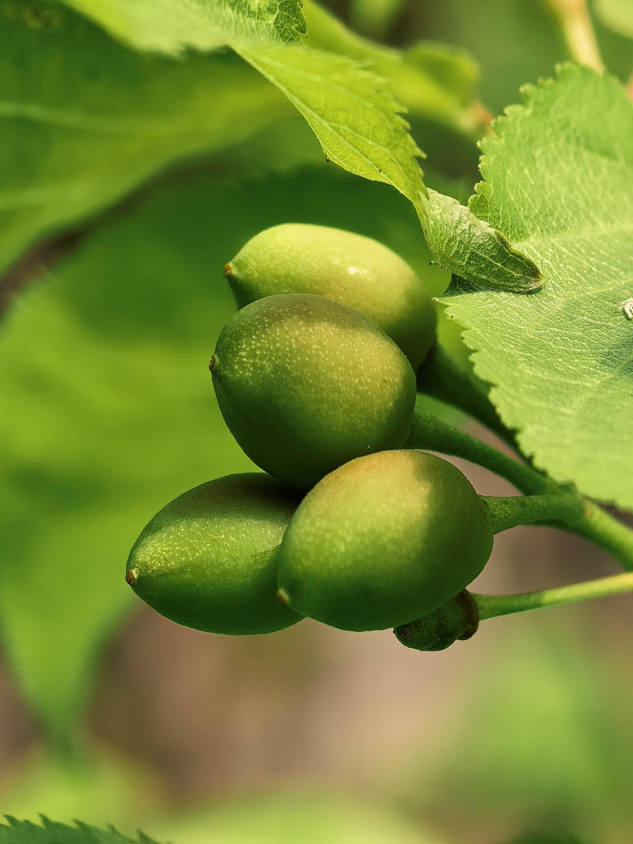 青碧色的樱桃樱花缤纷飘落，青碧色的果子缀满枝头，一串串的，煞是可爱。去年