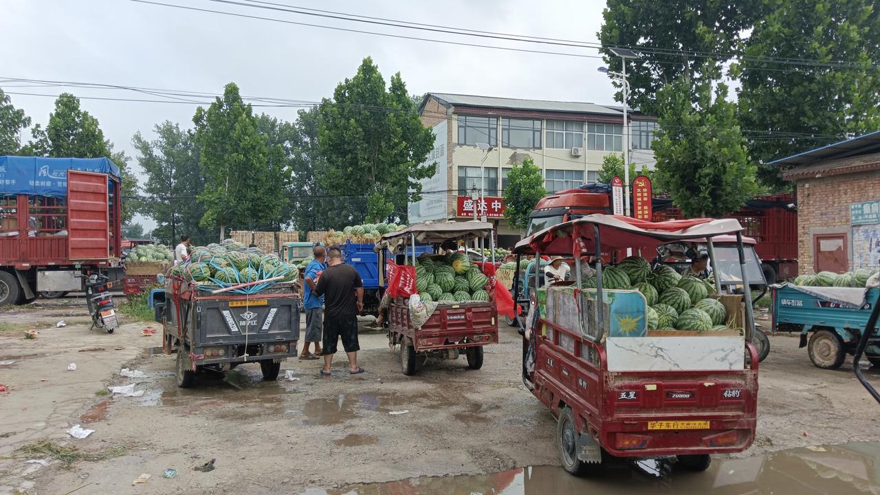 今天，收西瓜的半挂车忽然比平时多了一半，瓜农半喜半忧，西瓜代办发愁了。早上七