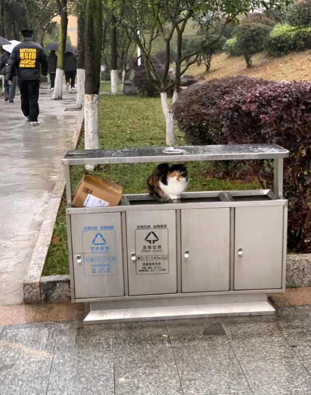 在垃圾桶里躲雨的小猫我要给它送一把小伞