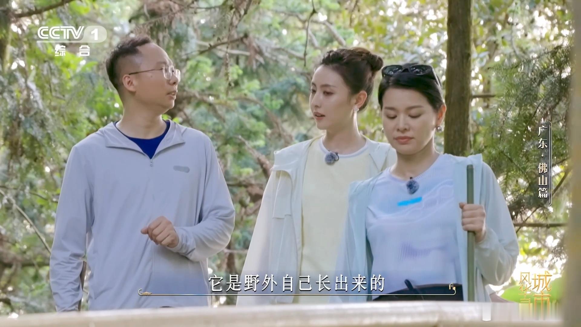 金毛狗是一种植物佛山在荒山种1000多万株树人工培育金毛狗替代野生采挖，搭配千万