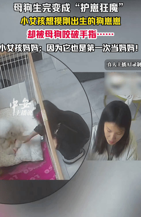 江苏，女子家养的狗狗生产后，她女儿想摸刚出生狗崽崽。突然，狗妈妈咬她女儿手指，导