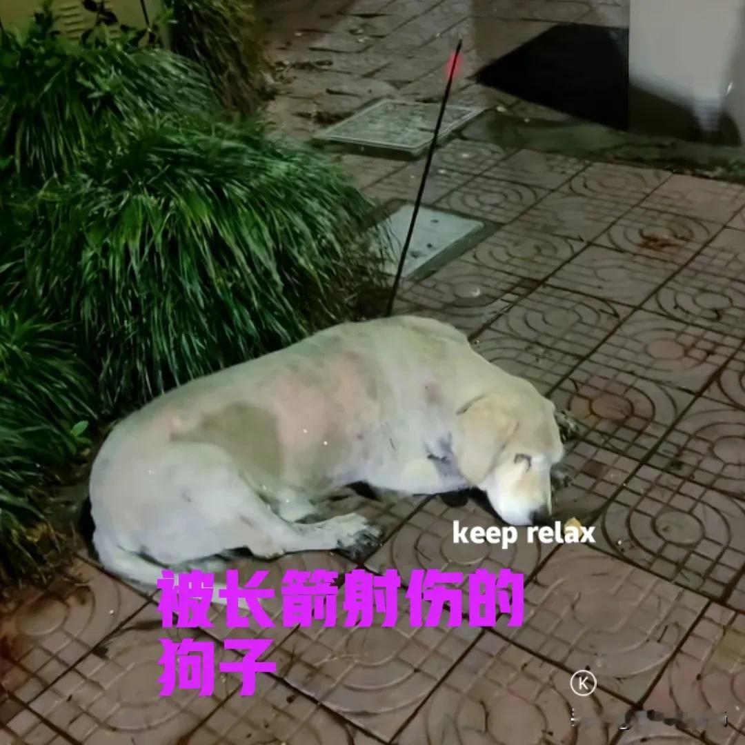 男子在晚上散步时，发现路边趴着一只狗子。令人触目惊心的是，狗子的背上竟然插着一支