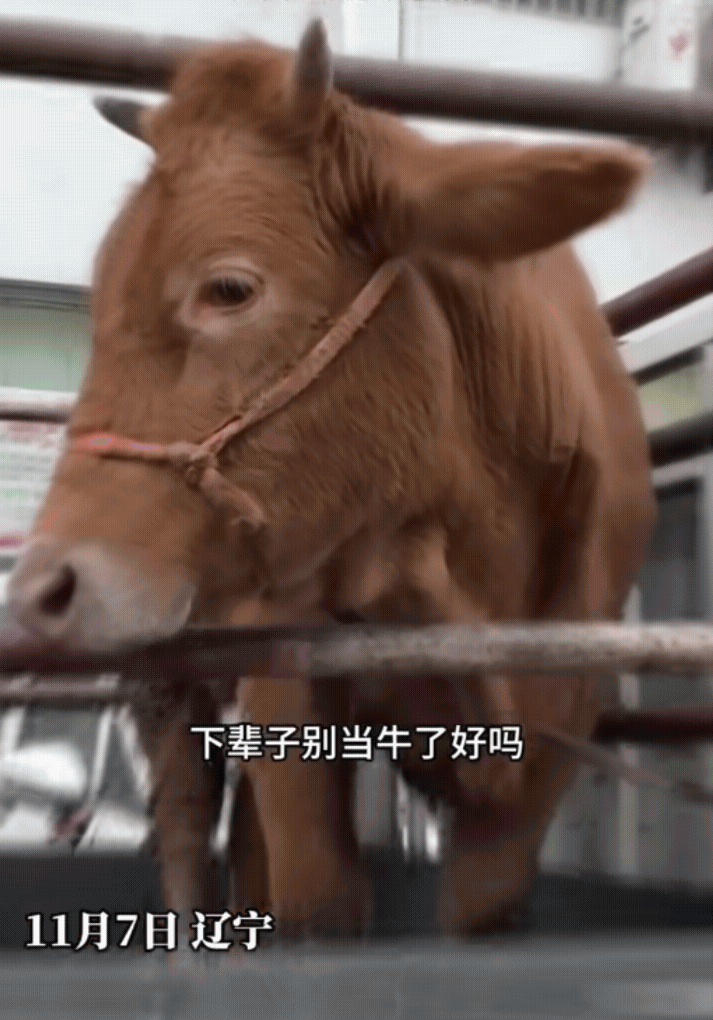 最近网上有个事挺火的，就是说有头牛和人对话还点头。具体来说，有位女士出门看见头牛