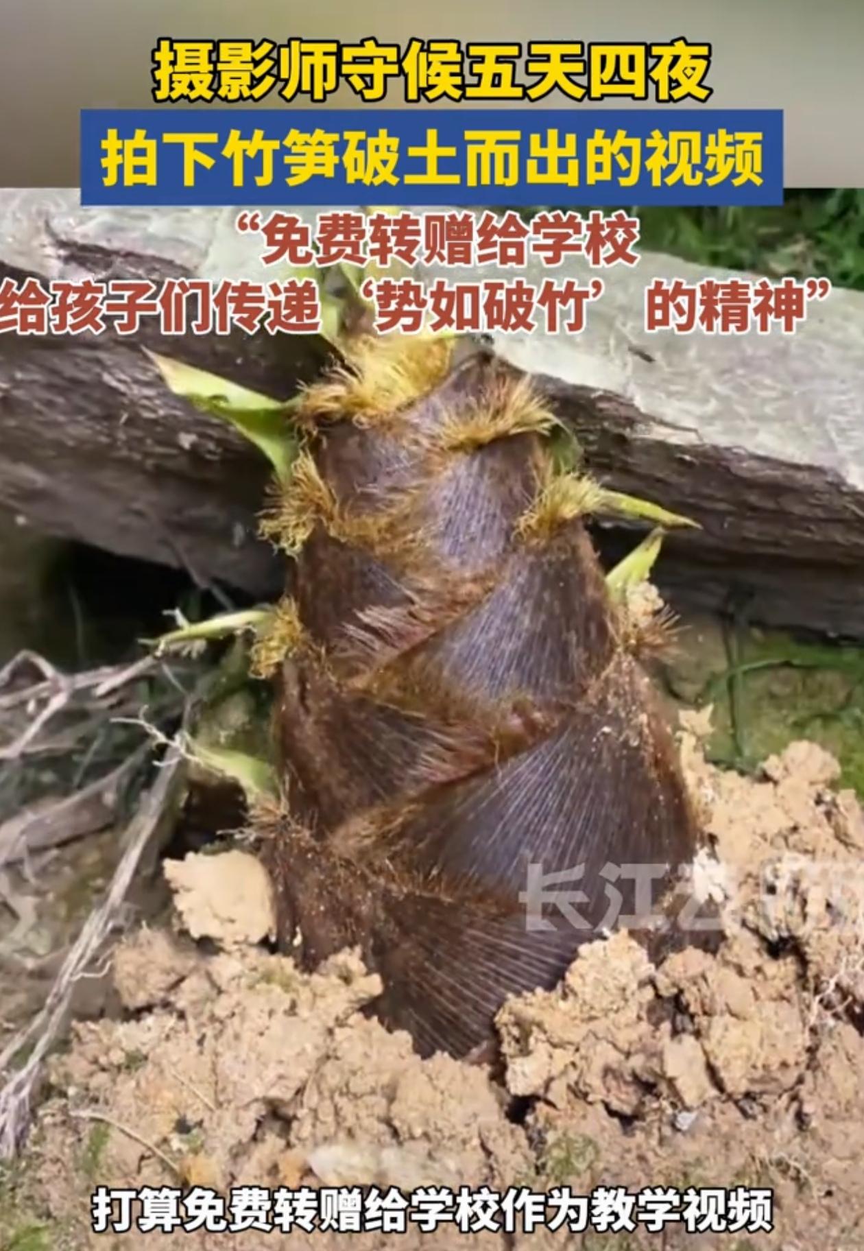 近日，浙江武义一位摄影师为了拍下竹笋破土而出的画面，扛着摄影机蹲守了5天4夜，最