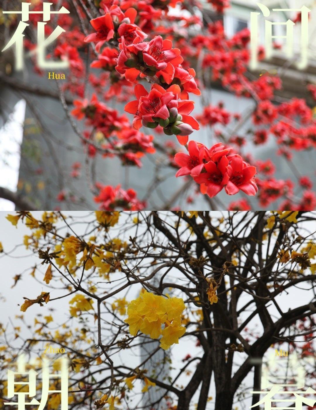 三月，开启一场赏花的旅行📍广州每年3月，广州的花都是开得最灿烂的时间。运