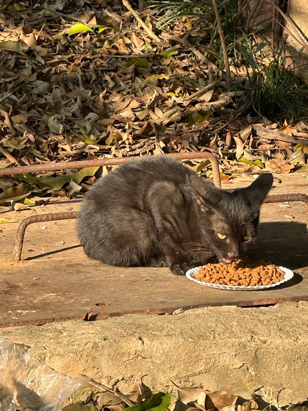 来公园喂猫，遇到了一个六口之家🐱
