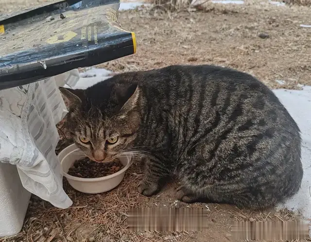 小区里的小猫屋