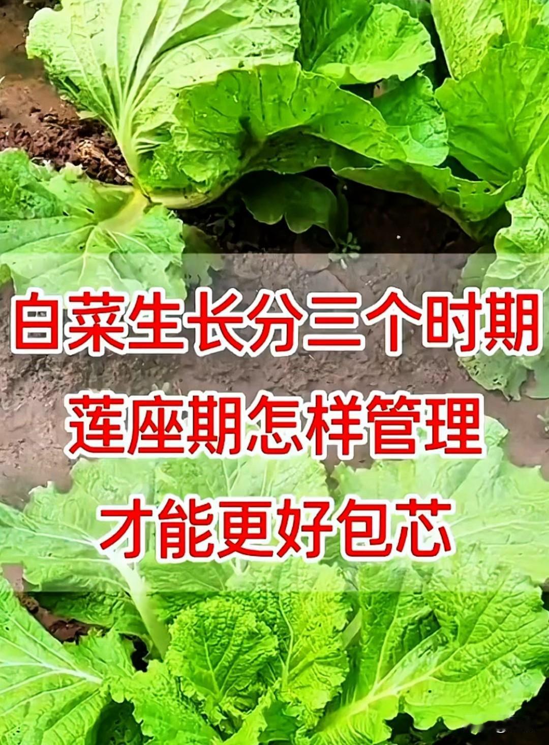 白菜莲座期如何施肥？新手种白菜别慌，莲座期施肥其实很简单。这个阶段白菜长