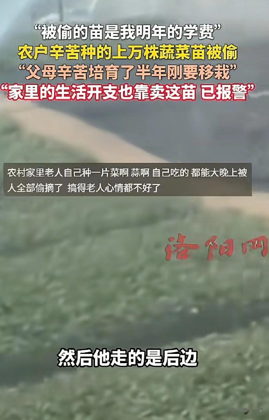 四川泸州这个贼是真缺德，把人家农户整整大半年的收入全偷光了。刷到这个视频看