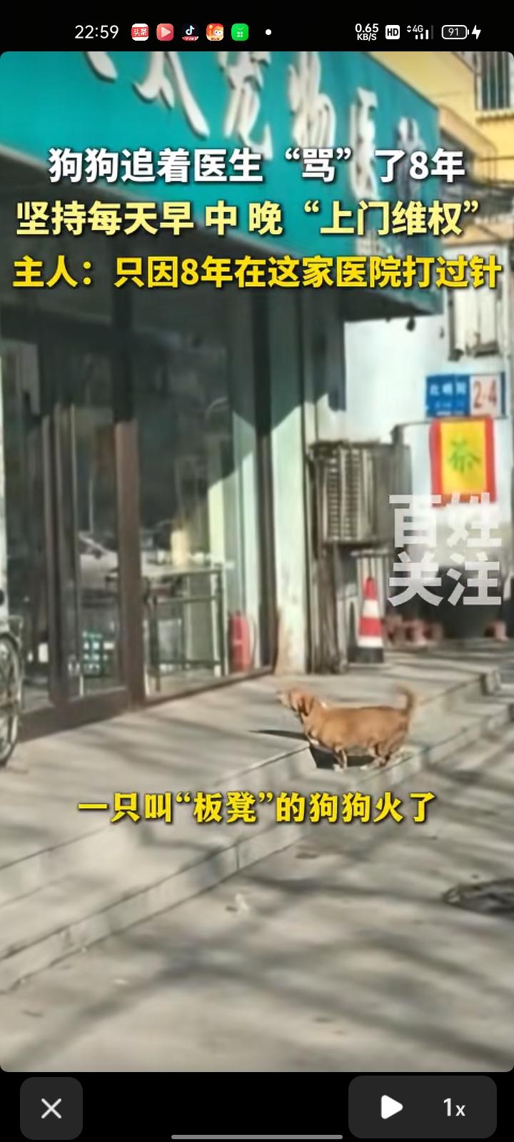 近日，辽宁辽阳。一只叫“板凳”的狗狗火爆网络，它每天雷打不动的去同一家宠物医院门