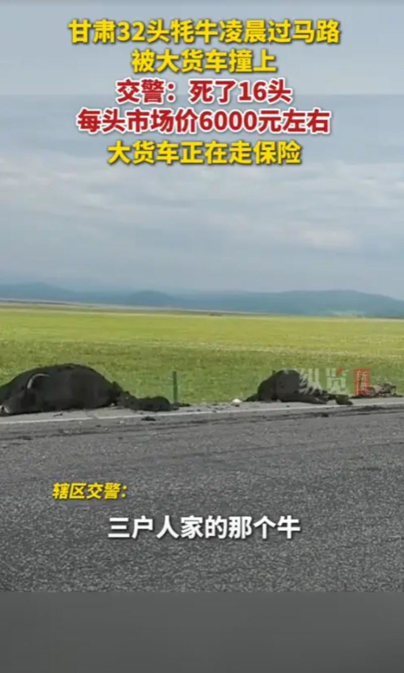 “天塌了！”8月1日，甘肃，一货车司机凌晨赶路途中，没有看清牧民放的黑牦牛，一下