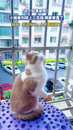 橘猫窗台晒太阳偶遇三花猫，一眼沦陷的样子太好嗑！谁能想到，猫咪的爱情来得这