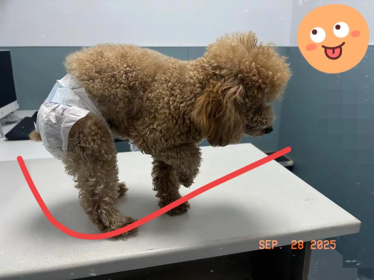 家人们谁懂啊！我家狗昨晚演的这出戏，差点把我眼泪骗光还坑了我500块！就被车轻轻