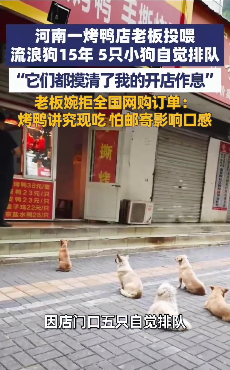 河南洛阳，一女子经过一家烤鸭店时，偶然看到五只小狗自觉排队，或坐或卧的彼此保持半