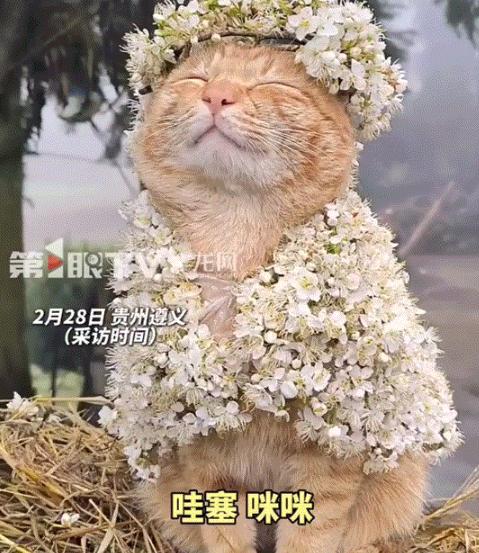 情绪值拉满！贵州遵义，一女子在网上分享，她养的猫咪十分配合女子给它“打扮”，期间