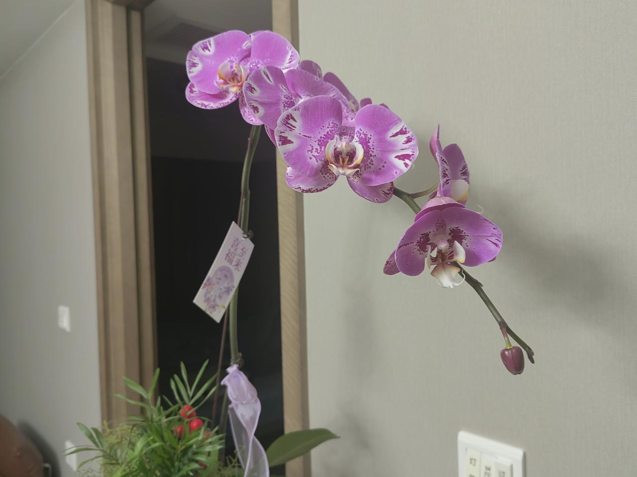 蝴蝶兰‌，属于兰科，多年生草本植物，因花型似蝴蝶而得名。‌外观特点‌：花瓣是粉