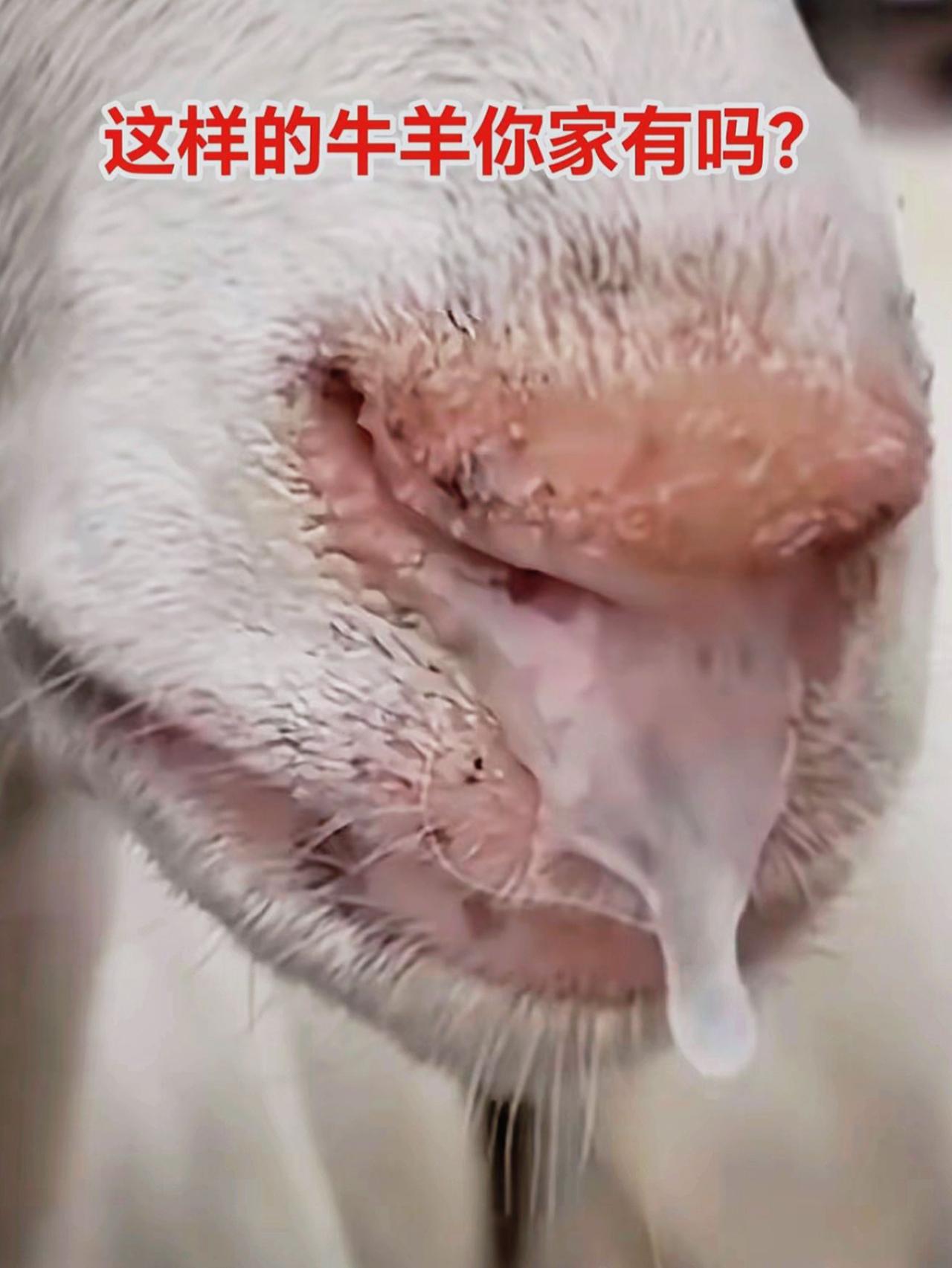 养羊人农村养羊养殖场专用