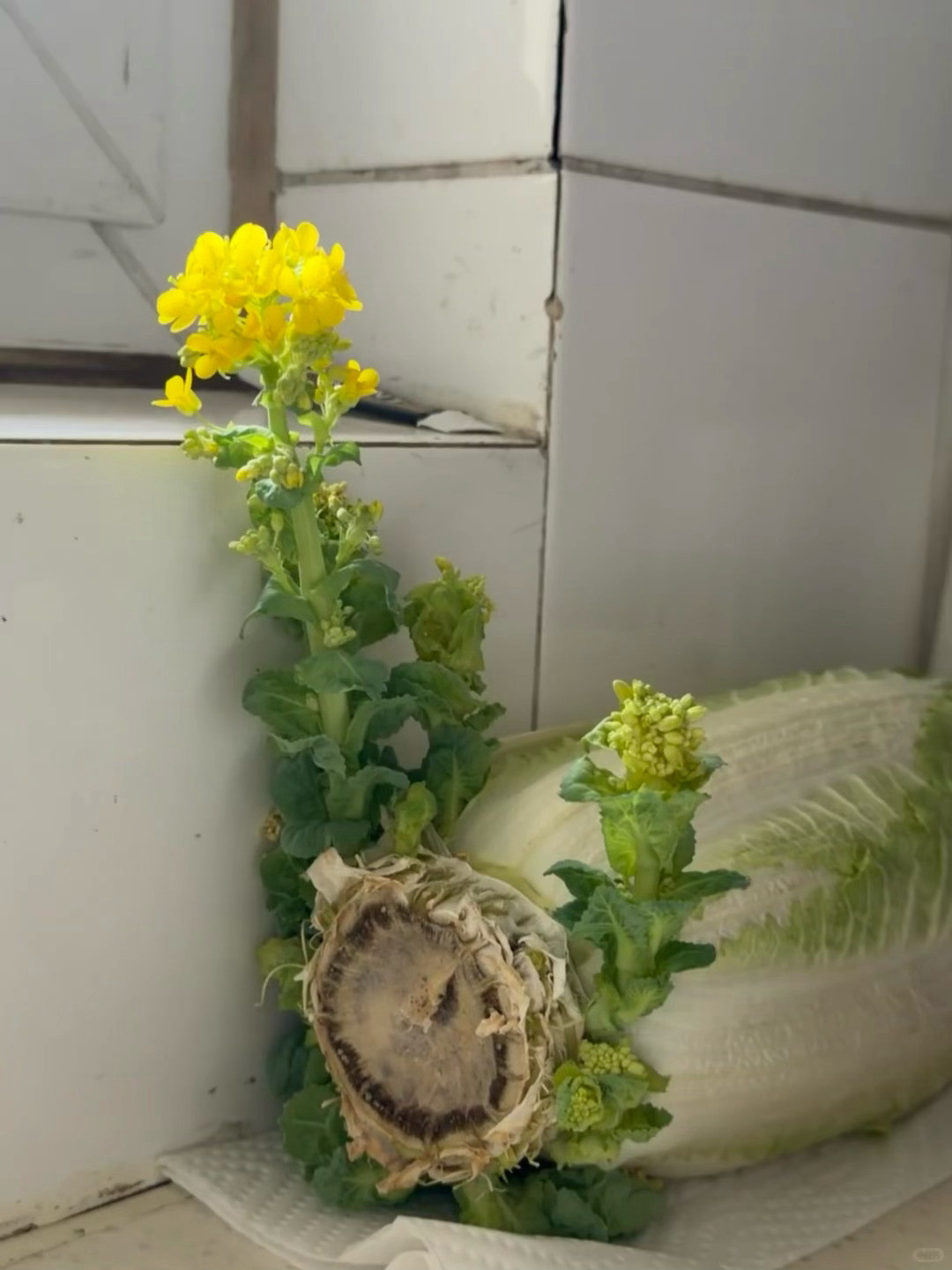 放了两周的白菜开花了！还挺好看的！果然是春天啊，是万物都想开花的季节～放了两周的