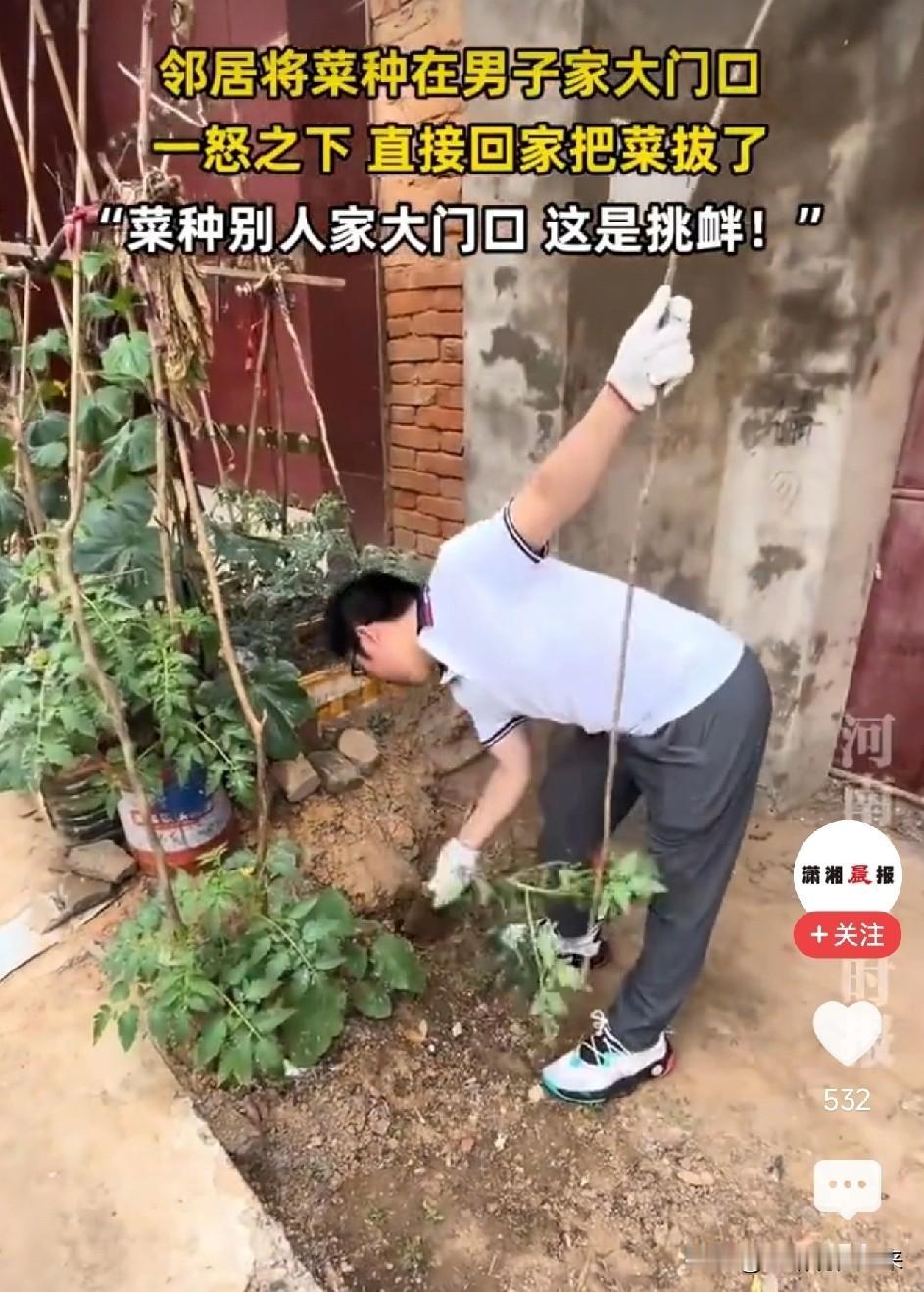 太绝了！邻居把番茄种在他家门口，男子一棵棵全拔光河南一男子那天回家，一眼看见
