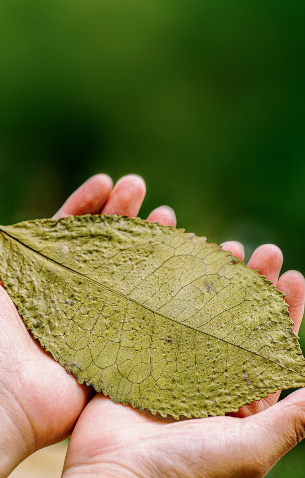 为什么云南产的茶叶不适合做绿茶?茶叶加工有个适制性问题，即某一产地的某一品种的茶