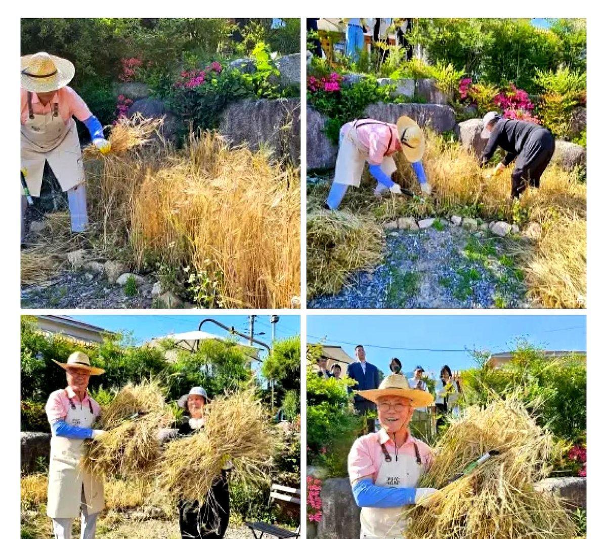 臣本布衣，躬耕于乡野！这老爷子退休后真没闲着，前两天又往社交账号甩了组割麦子的