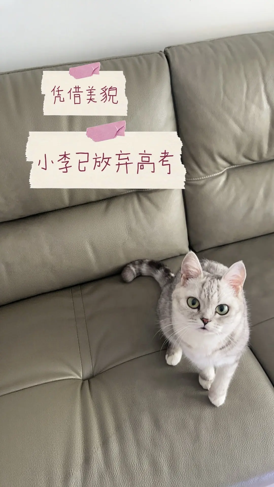 猫咪 这个世界不能没有小猫 关爱傻猫 谁能拒绝傻憨憨的小猫咪
