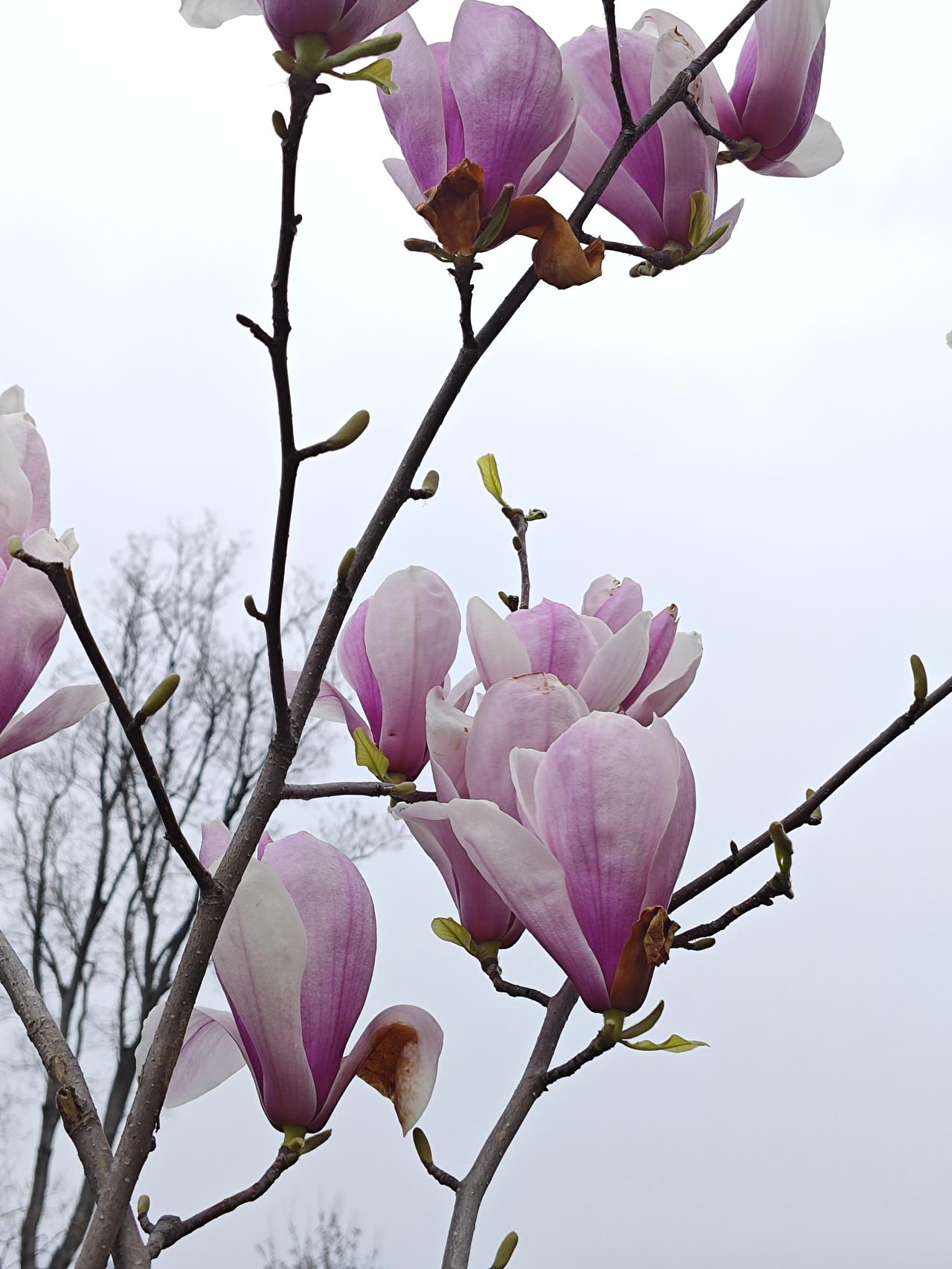养生界的玄学，睡饱，买这买那，不如厨房抓把干货煮碗水。不信？你看村里那些倒头