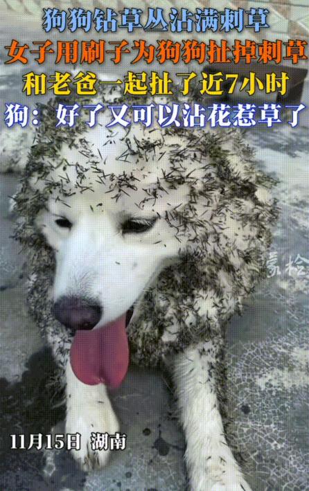 笑不活了！11月15日报道，湖南一女子去地里拔葱，万万没想到狗狗在后边悄悄跟着，