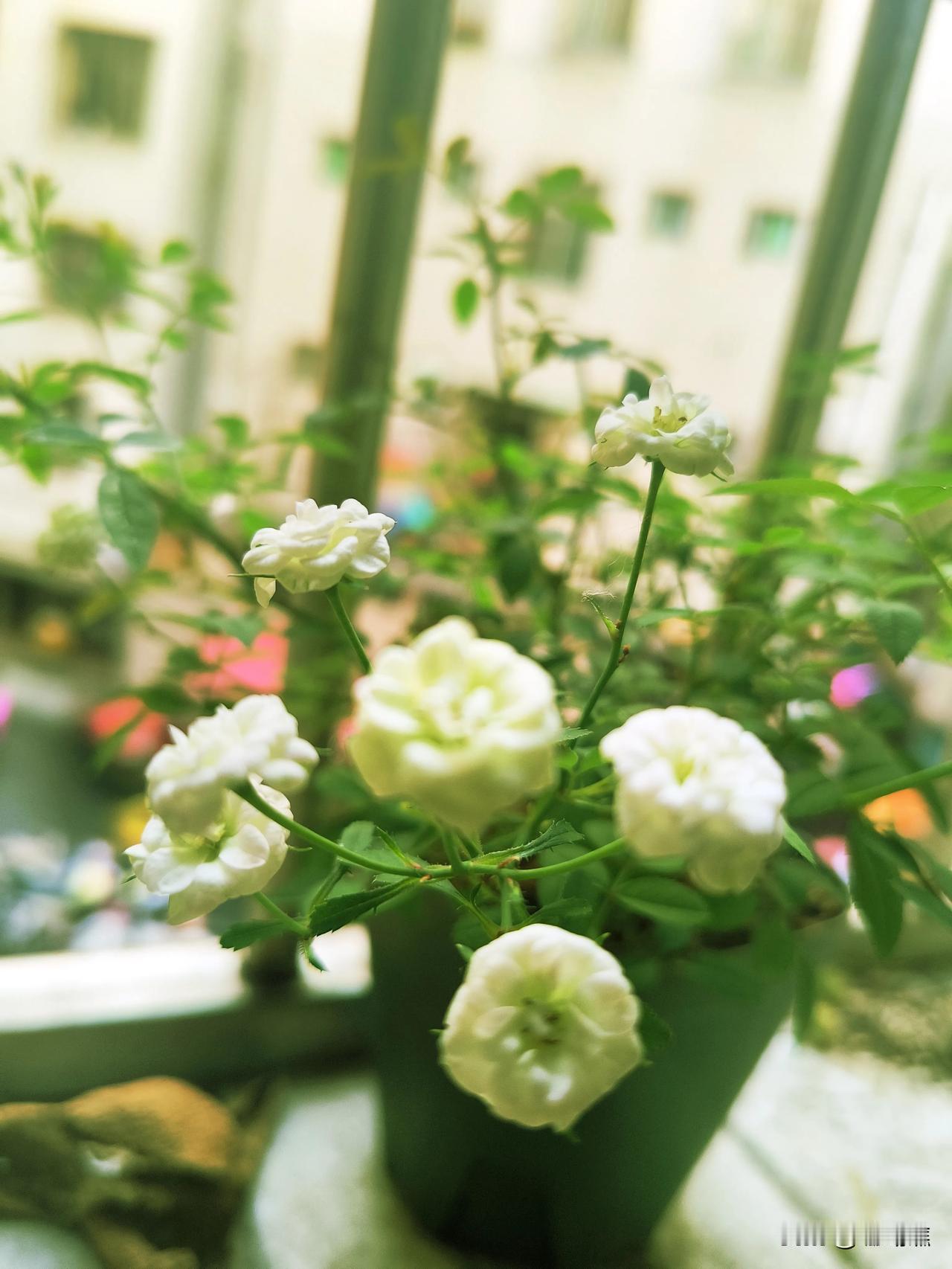 厦门是一个宜居的城市吗?答案是肯定的:宜居如果你问一个厦门人这个问题，他可