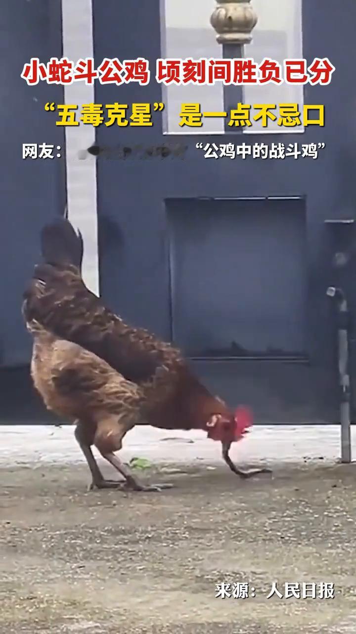 小蛇斗公鸡顷刻间胜负已分，"五毒克星"是一点不忌口。来源：人民日报。网友：这