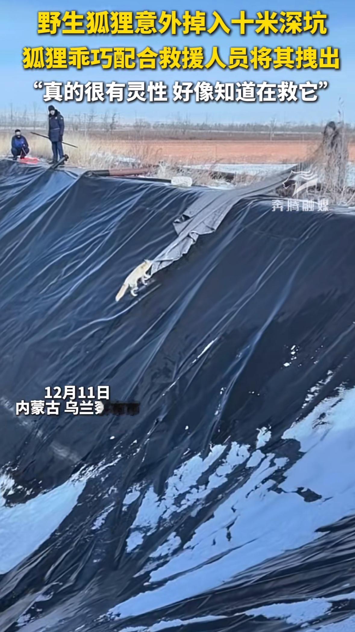 “科学解释不清了！”内蒙古，一只野生狐狸意外掉入10米深坑，当救援人员放下长布时