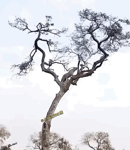 这猴子也够在猴界吹一辈子牛！