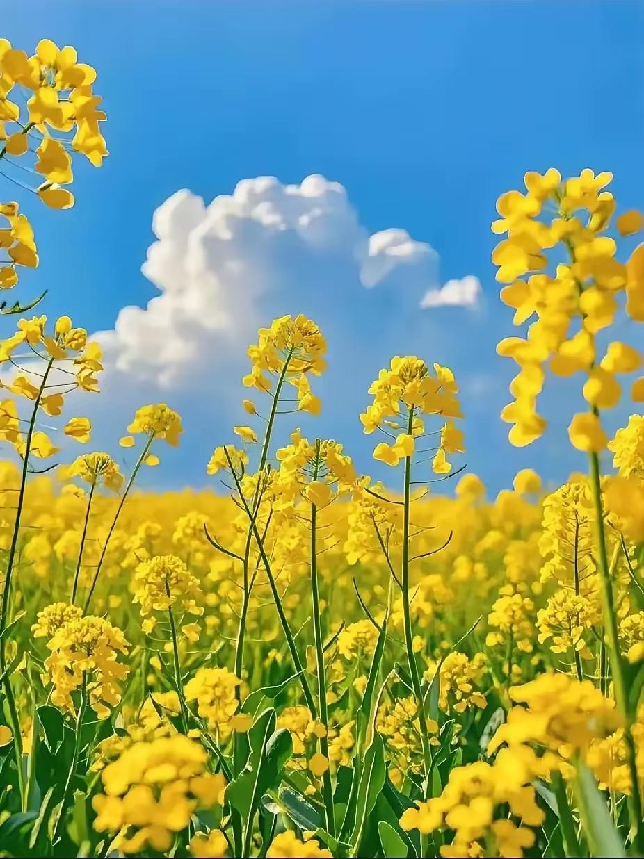 恋上油菜花不与牡丹争贵，不与桃李争艳只在寻常田野，铺开一片金黄它从