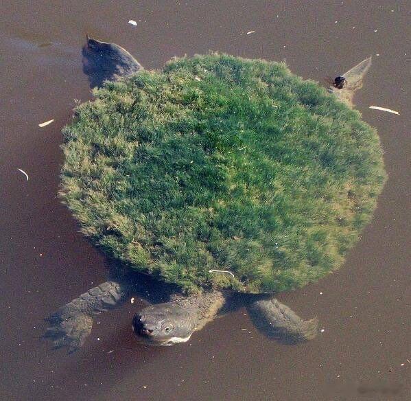 🐢一眼扫过去，你可能会以为这是一块在河底躺了上百年的烂木头，或者某位朋克艺术