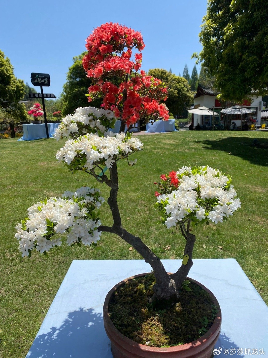 好像好久没有集合点赞了！兄弟们集合点一波赞！让我看看莎哥还有多少铁粉在