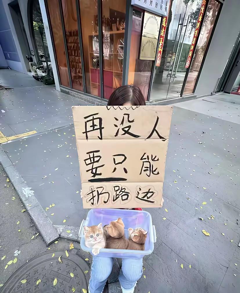不懂就问，这小猫好不好养的？