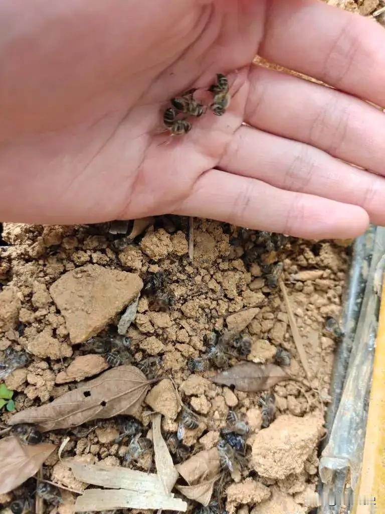 “笑不活了！”浙江诸暨，女子开蜂场，却发现自家土蜂接二连三大量死亡，蜂蜜也消失得