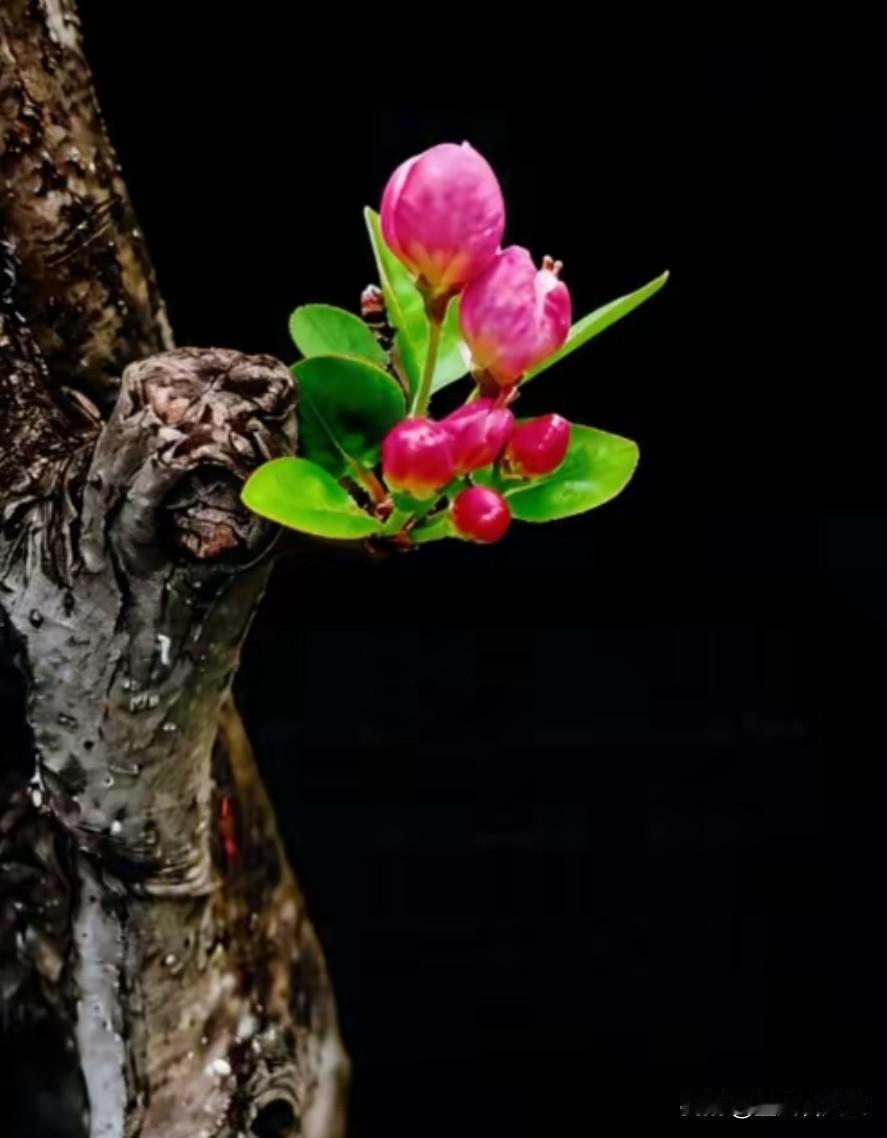 七律寻花问柳东风送暖入郊坪，策杖寻幽兴致生。几树桃腮含晓露，千条柳眼