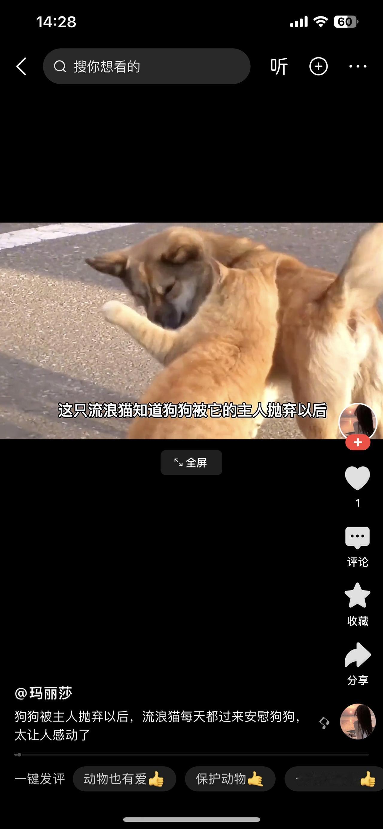 狗狗被主人抛弃以后，流浪猫每天都安慰狗狗，太让人感动了……小区角落的旧纸箱里
