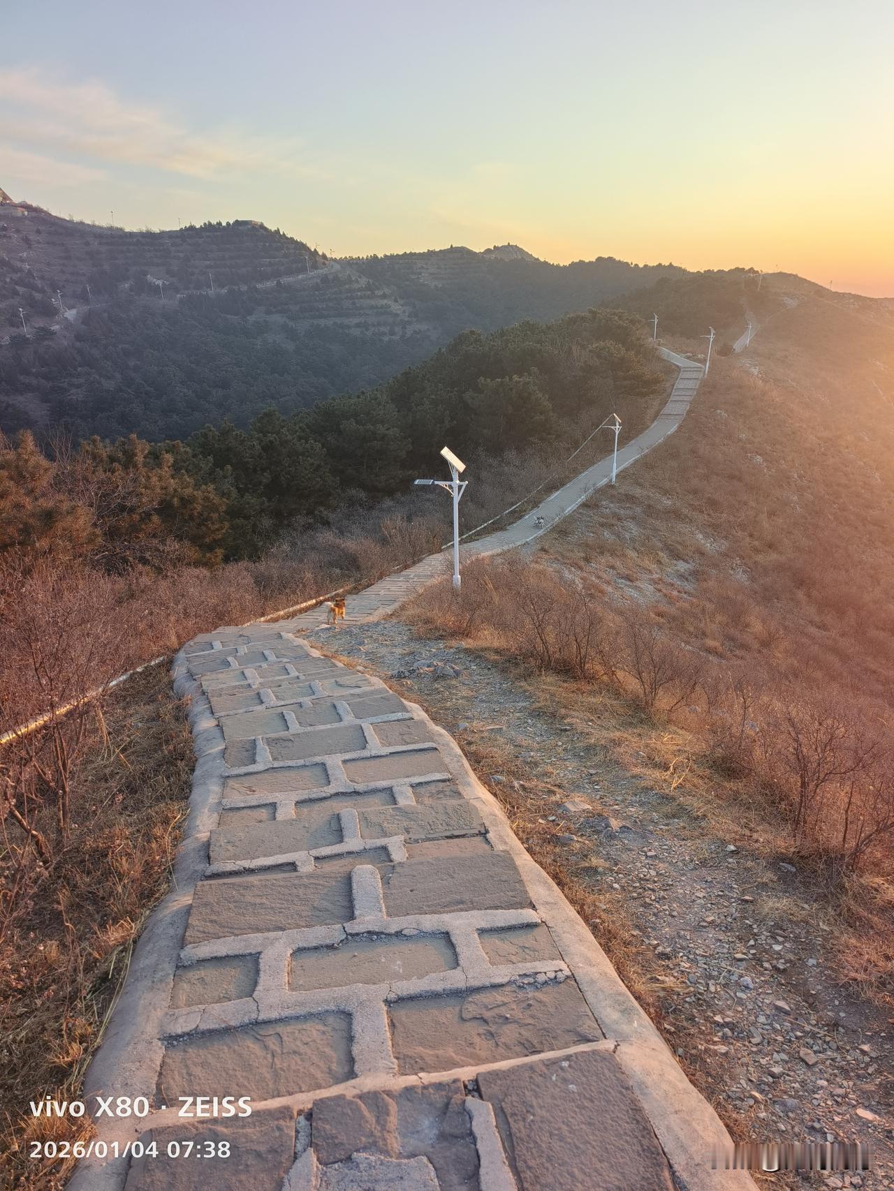 你能分享一张狗或小狗的可爱照片吗