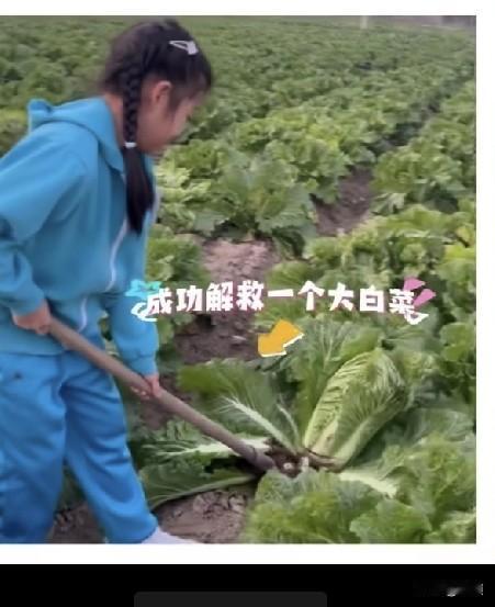 汪峰带女儿醒醒去地瓜地挖红薯，小姑娘长的可爱又苗条，可以看出汪峰虽然能搞对象，但