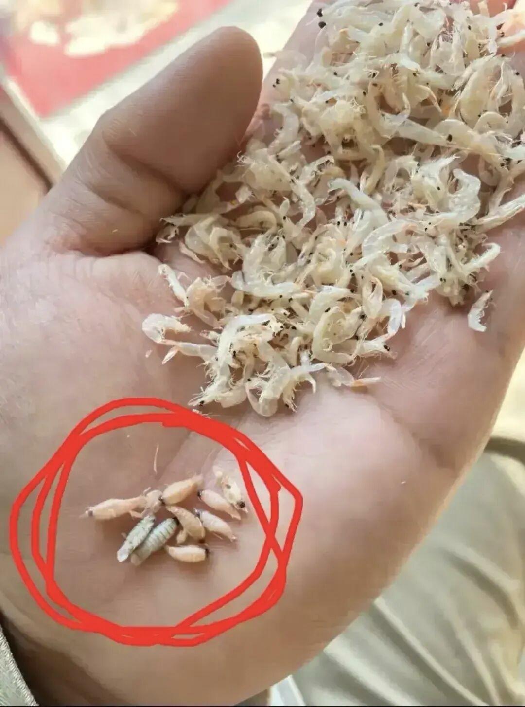 吃虾皮总吃出小螃蟹、小鱼？难道是次品煲汤、炒菜、做馅料，虾皮都是提鲜神器。