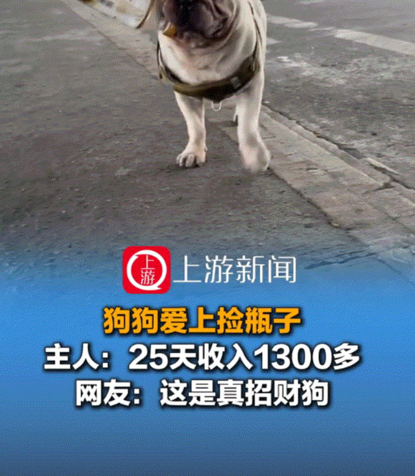 万万没有想到，广州一位狗主人养了一只狗子，不料狗子却爱上捡瓶子，每天至少出去三次