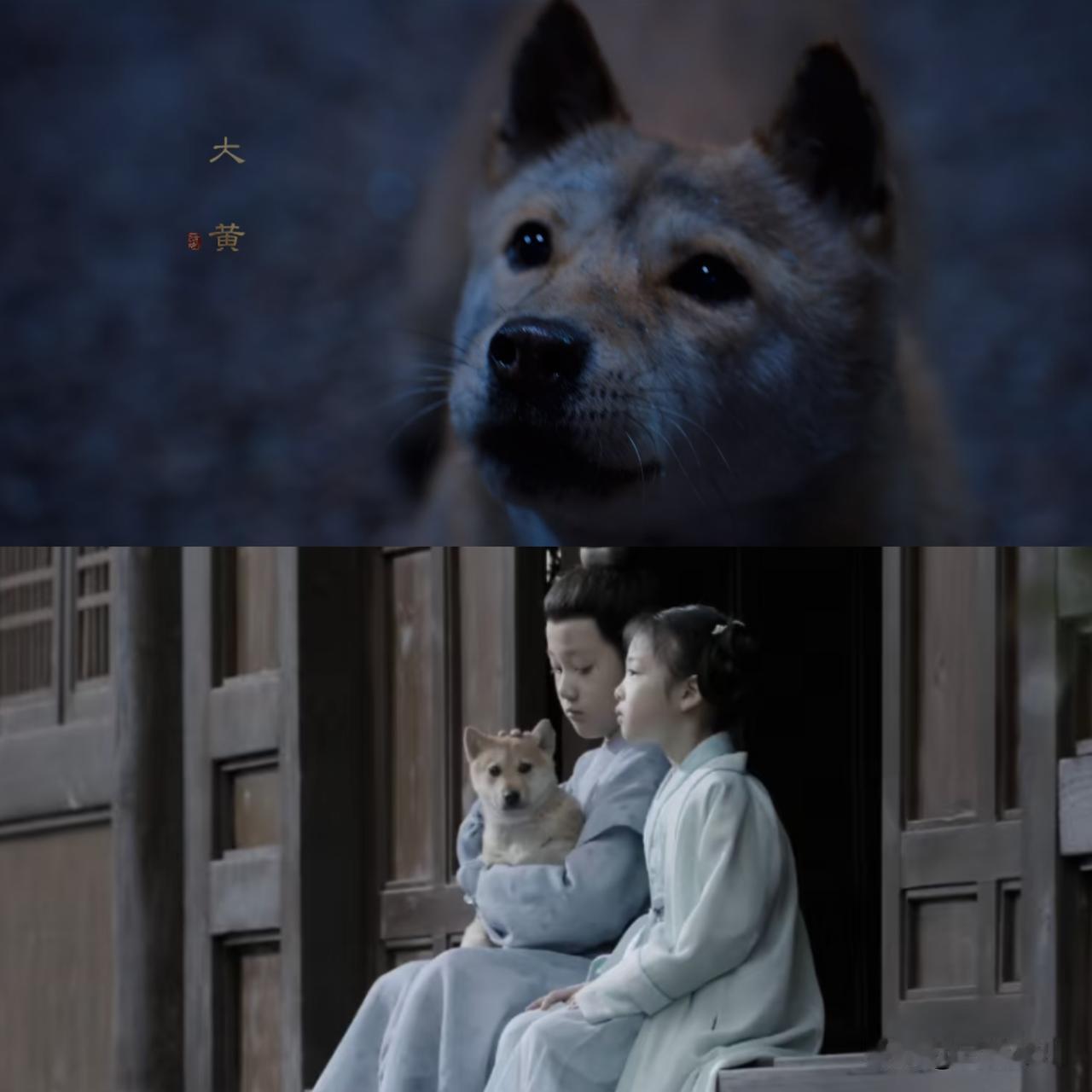 《长安二十四计》大黄竟然也给了出场介绍大黄总在故人跟前出现都是有原因的它找