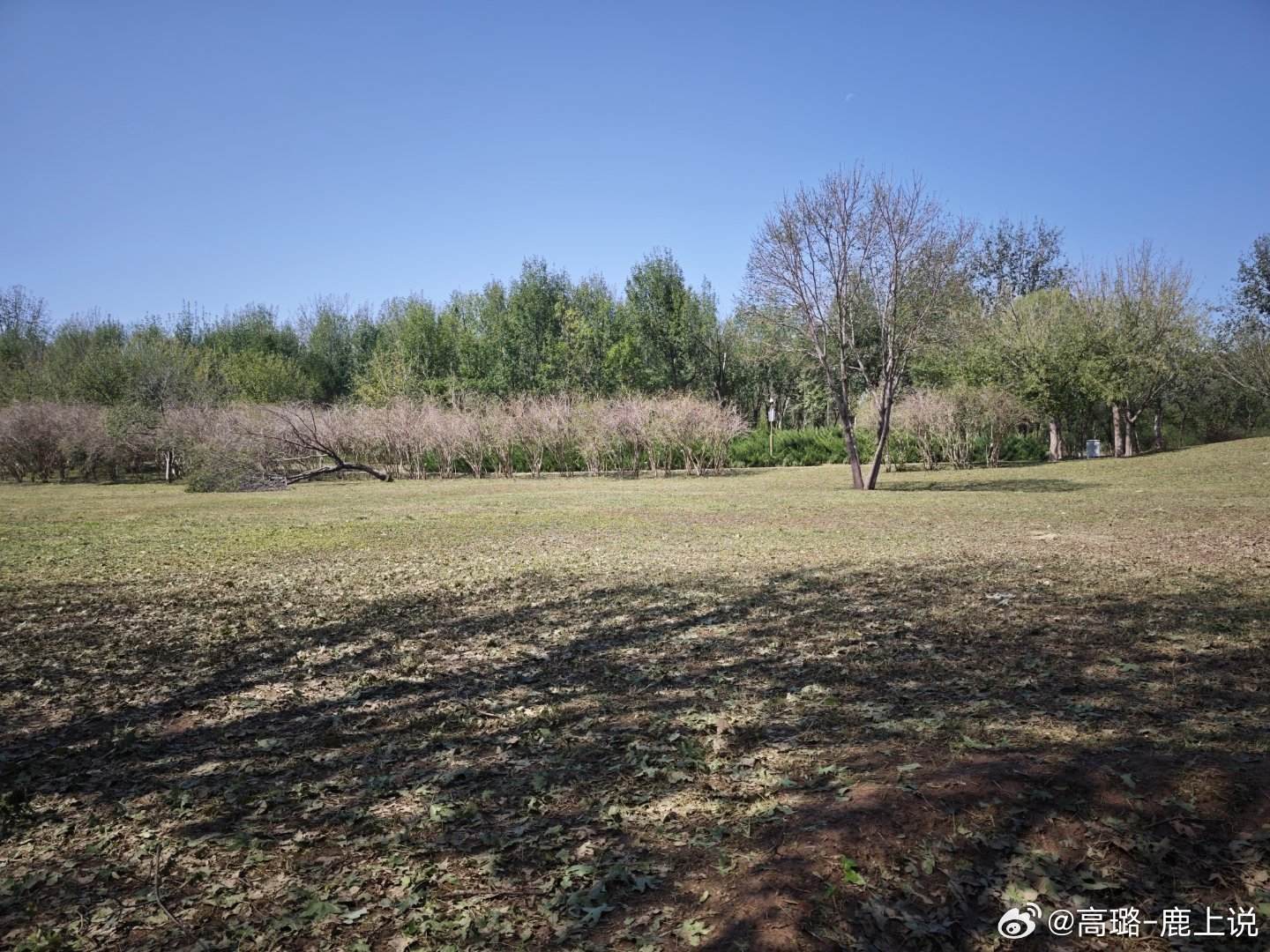 又来了，这次树叶子都砸没了[捂脸哭]我的日常plog风景摄影​​​