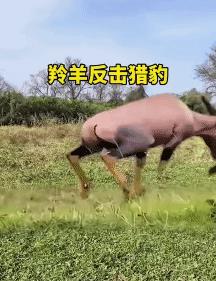 羚羊完美的绝地反击，再一次表明，面对强大的掠食者，绝不能听天由命，唯有全力以赴地
