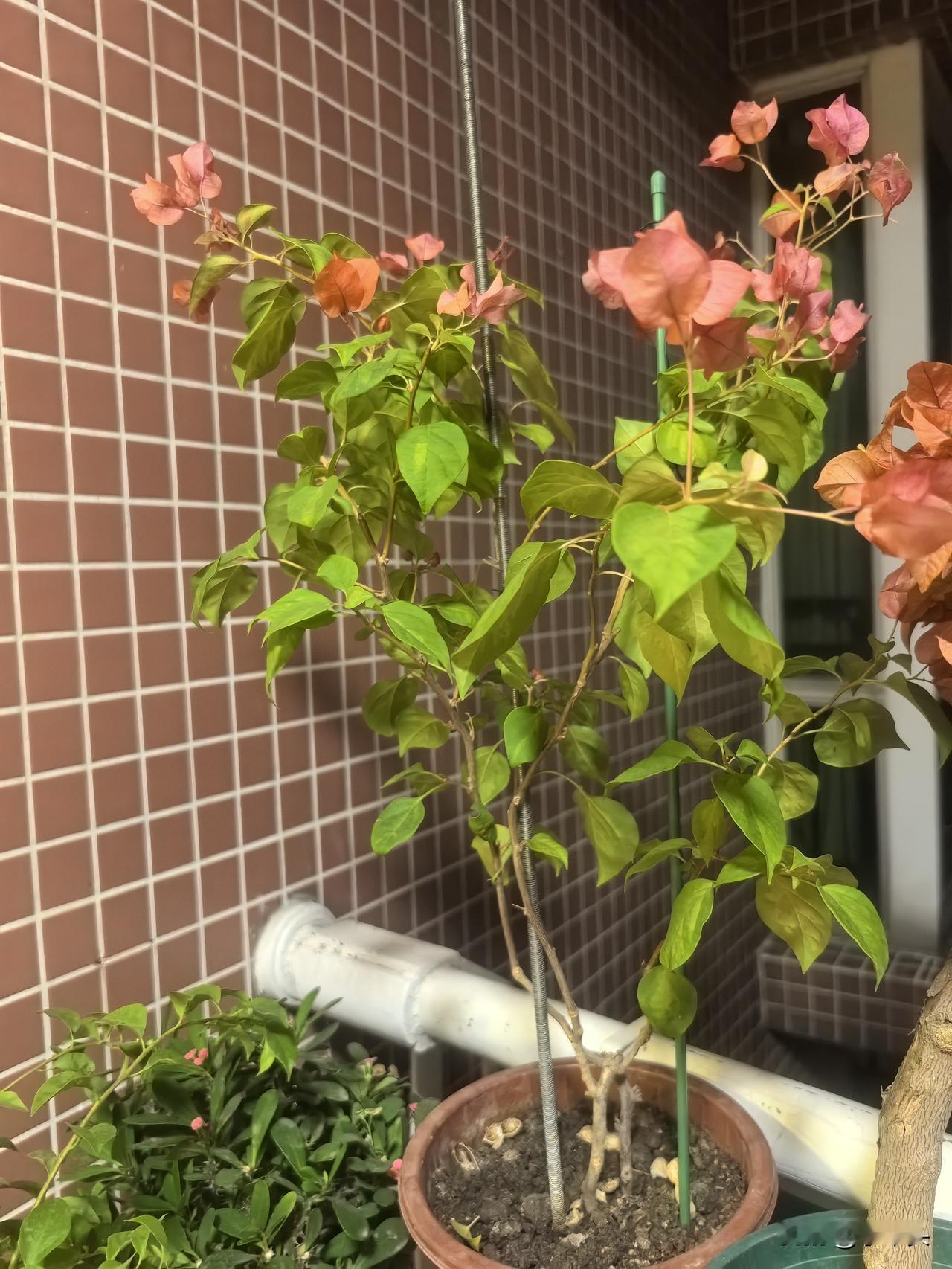 最近家里的两棵三角梅（暗夕、落日）状态不太对劲，叶子开始慢慢变黄，还掉了一些黄