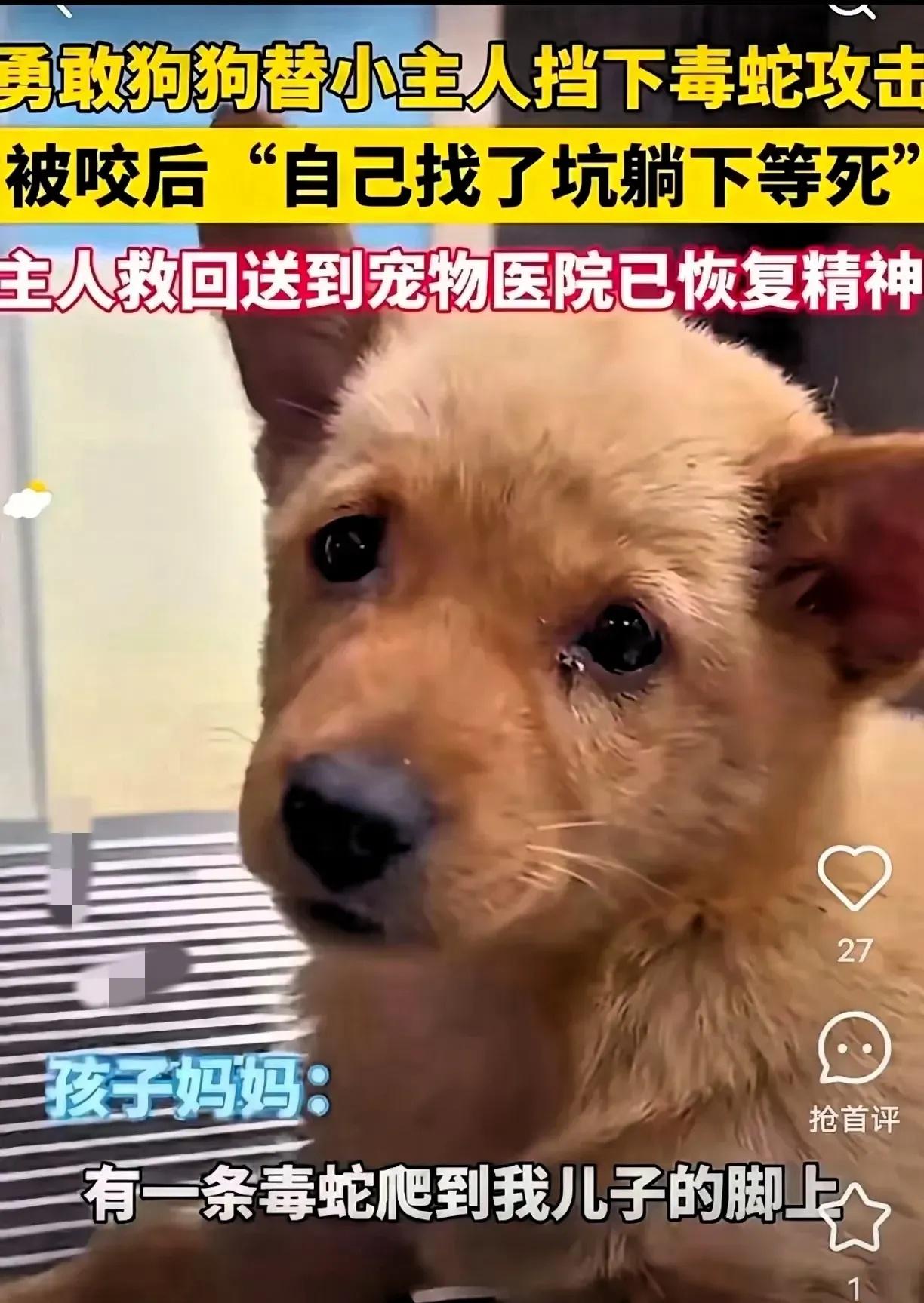 “我不管它是人是狗，我只知道它是我家的救命恩人，用命换命，多少钱都得救！”一条