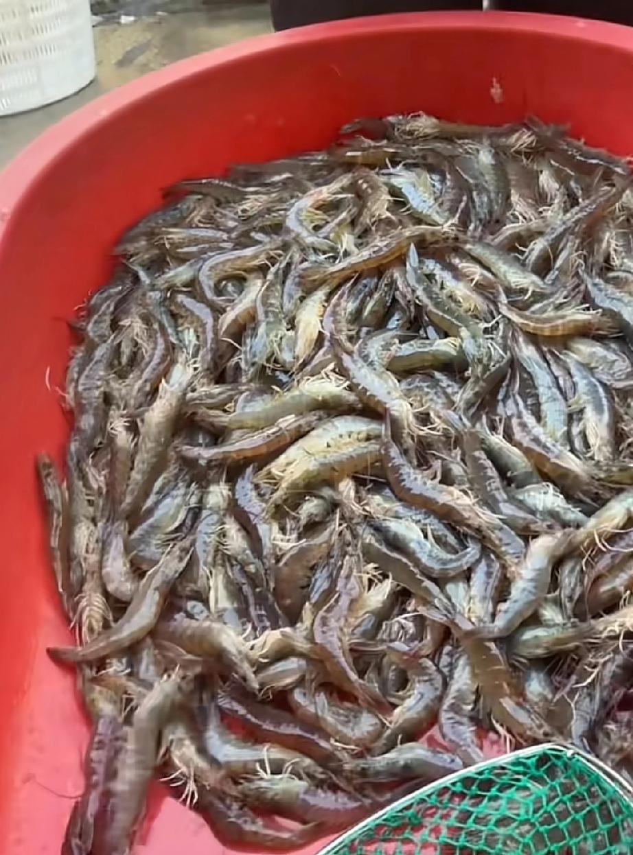发现这两年基围虾越来越便宜了，以前这边价格都没低于过25，今年最便宜的时候13块