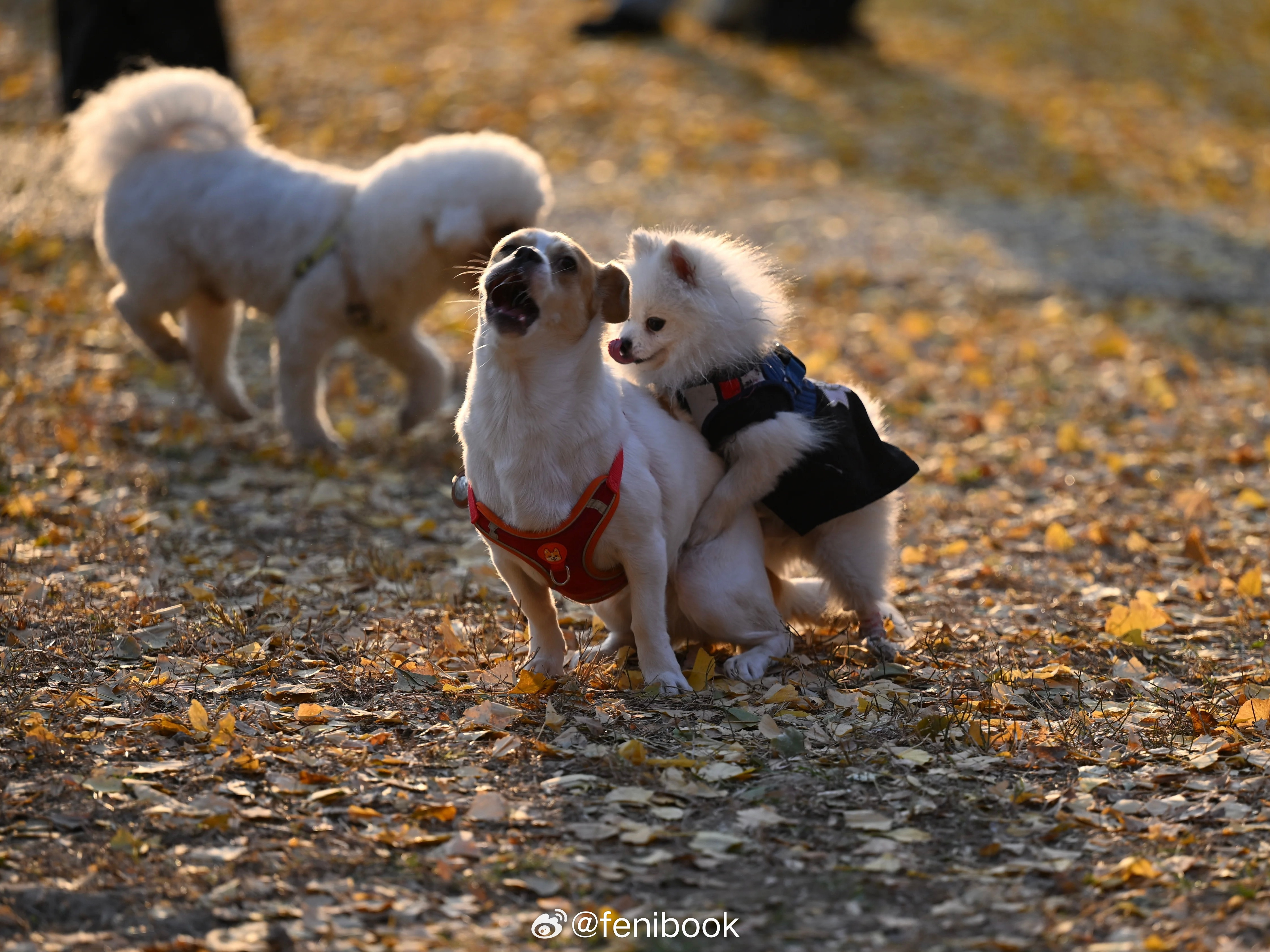 淫秽的认定尺度弱弱问一句，这些照片算淫秽吗？我也很好奇平台的认定标准深圳·卓